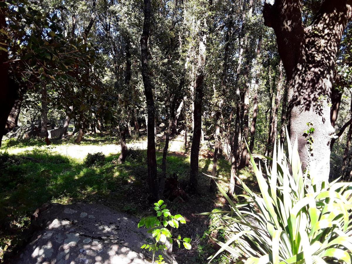 Pietracorbara Les Chenes Apartment Oreta Bagian luar foto